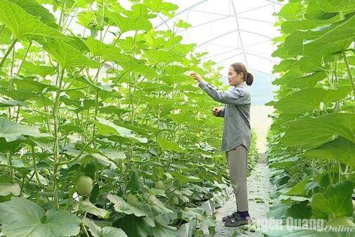 Cơ cấu lại ngành Nông nghiệp: Cơ hội và thách thức - Bài 1: Hướng tới nông nghiệp hiện đại