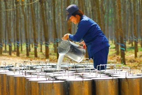 Đầu tư Cao su Đắk Lắk gia hạn thời gian thanh toán nợ vay 40 tỷ đồng cho Công ty mẹ