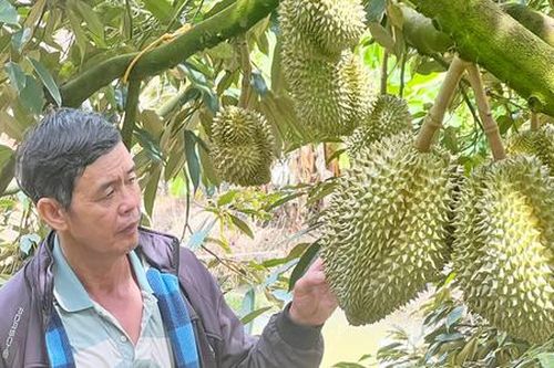Bỏ túi tiền tỷ từ cây ăn quả, rau hoa hữu cơ ở Đam Rông