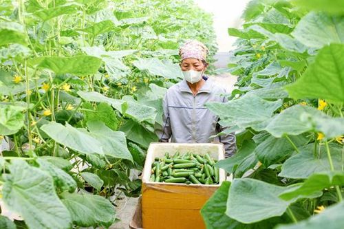 Đẩy mạnh liên kết vùng trong tiêu thụ nông sản