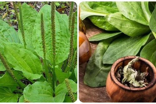 Các bài thuốc chữa bệnh từ cây mã đề