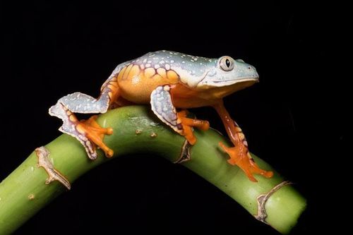 Những loài động vật có lớp da đặc biệt nhất trong tự nhiên