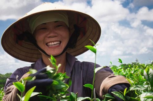Quảng Ninh: Phát triển du lịch gắn với cây chè
