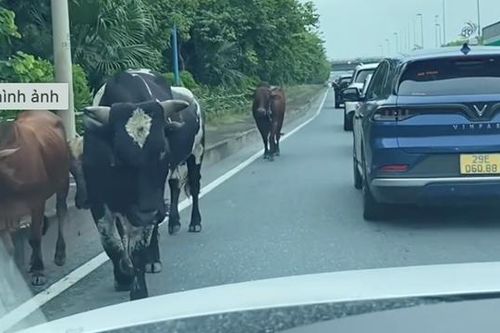 Trâu bò đi trên cao tốc gây mất an toàn giao thông