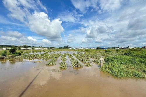 Bình Thuận: Nước dâng gây ngập 3 xã, hơn 230 nhà và 400ha hoa màu