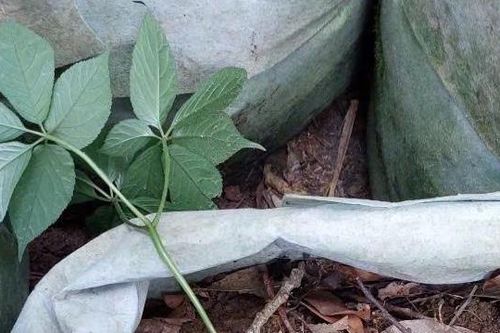 Tái diễn tình trạng trộm cây sâm Ngọc Linh