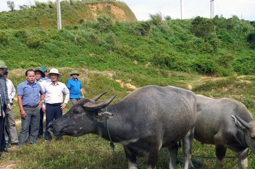 Dịch lở mồm long móng lây lan ra 2 huyện miền núi, Quảng Trị 'cầu cứu' Trung ương