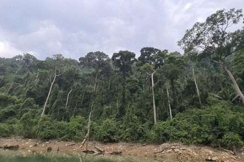 Địa phương lo mất rừng khi doanh nghiệp đề xuất thăm dò khoáng sản vàng gốc