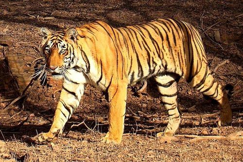 Hổ Bengal sinh con ở Đồng Nai: Loài quý hiếm nhất Trái Đất