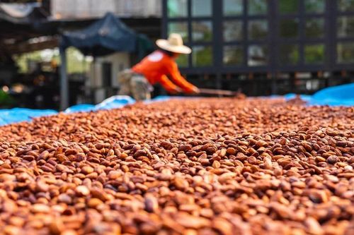 Nga sẽ mua hạt ca cao trực tiếp từ quốc gia châu Phi