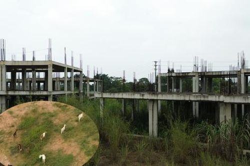 Sân golf 5 sao 'chết yểu' của FLC ở Phú Thọ thành bãi chăn dê
