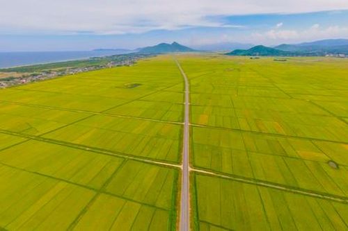 Mê mẩn những cánh đồng lúa chín vàng óng ở Hà Tĩnh