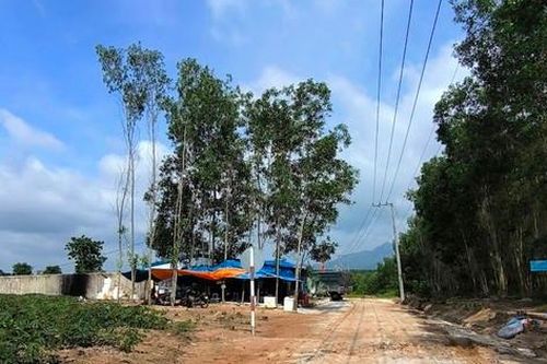 Khám xét đột xuất trại heo nghi bị dịch tả châu Phi tại Bình Thuận