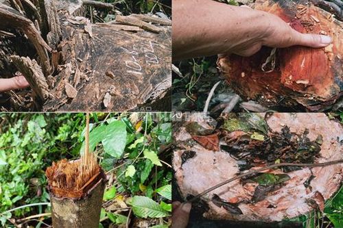 Khẩn trương điều tra, truy tìm đối tượng khai thác rừng tự nhiên trái phép tại Thanh Hóa