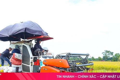 Thu hoạch rộ lúa hè thu, nông dân phấn khởi vì được mùa, trúng giá!