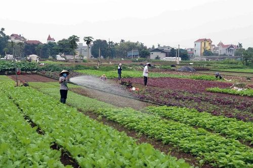 Hà Nội hướng tới sản xuất nông nghiệp theo nhu cầu thị trường