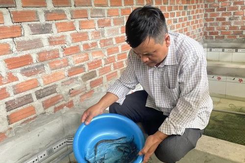 Anh nông dân bỏ túi gần 500 triệu đồng/năm nhờ 'bẻ lái' nuôi con 'hiền như cục đất'