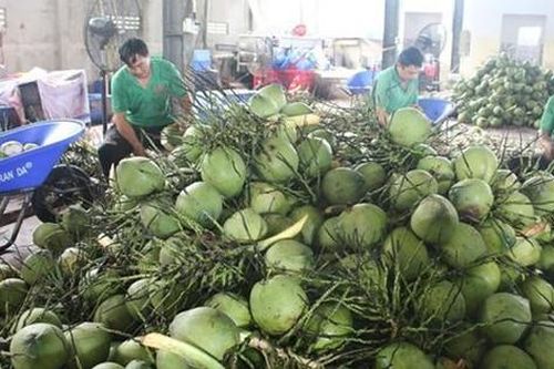 Kim ngạch xuất khẩu dừa có thể vượt mốc 1 tỷ USD trong năm nay