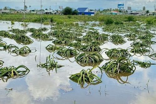 Người dân 'khóc ròng' nhìn cảnh hàng nghìn trụ thanh long chìm trong biển nước trước ngày thu hoạch