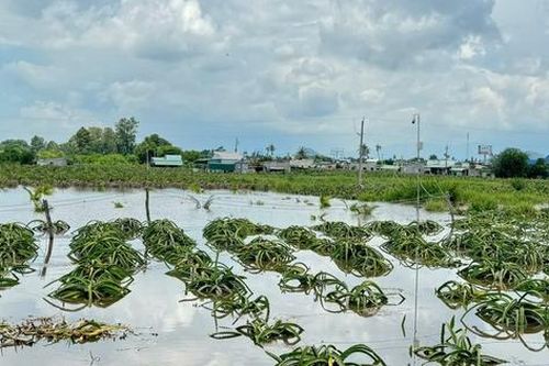 Bình Thuận: Gần 400 ha thanh long và hoa màu bị thiệt hại do ngập sâu trong biển nước