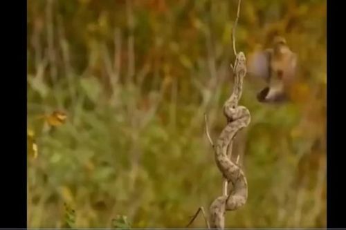Clip: Rắn ngụy trang thực hiện pha săn mồi đỉnh cao khiến người xem thán phục