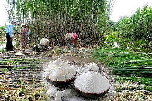 Niên vụ mía 'ngọt' nhưng chưa trọn vẹn