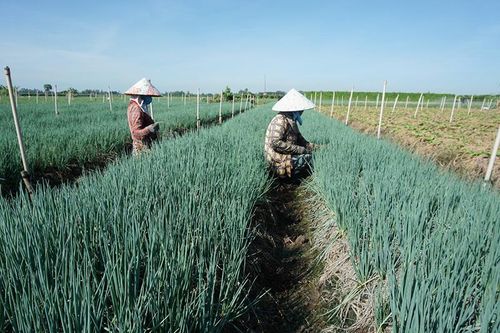Sản xuất nông nghiệp khu vực biên giới phát triển theo hướng chuyên canh, liên kết