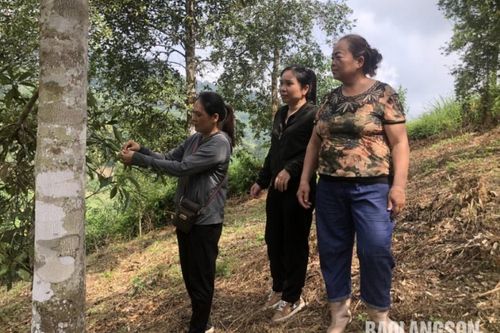 Tràng Định: Chủ động phòng trừ nấm bệnh hại cây hồi