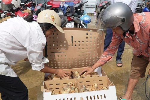 Hỗ trợ 6.500 con gà giống cho hội viên nông dân xã Kim Sơn