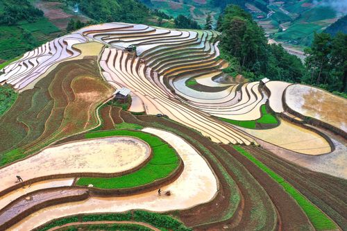 Đến Mù Cang Chải ngắm dù lượn vào dịp nghỉ lễ 2/9