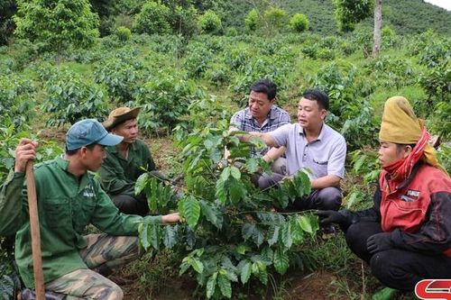Tái canh cây cà phê ở Thuận Châu