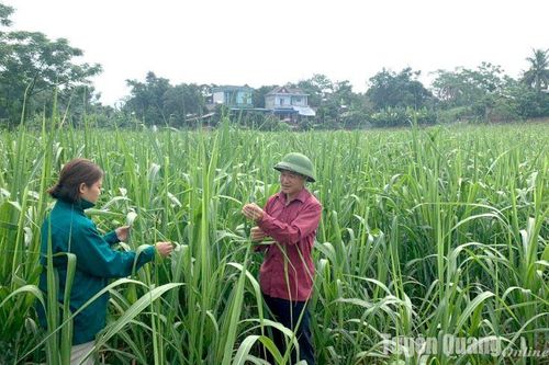 Cơ cấu lại ngành Nông nghiệp: Cơ hội và thách thức - Bài 2: Thách thức đặt ra