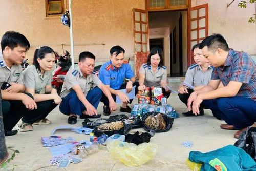 Tiêu hủy 5 cá thể hổ đã chết tại Hà Tĩnh
