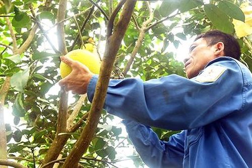 Loại 'siêu trái cây' giúp nông dân một huyện ở Hà Tĩnh bỏ túi hơn 600 tỷ đồng
