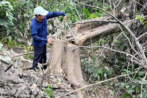 Điều tra vụ cây rừng tái sinh bị 'bức tử'?
