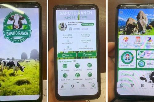 'Nuôi bò' online, một phụ nữ suýt mất 300 triệu đồng