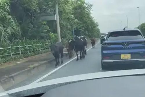 Động vật đi vào cao tốc gây mất an toàn giao thông