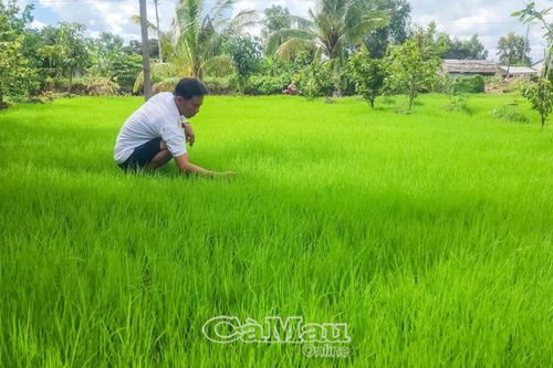 Chậm tiến độ cấy lấp vụ lúa - tôm