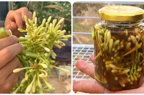 Người bị tiểu đường có uống được mật ong ngâm hoa đu đủ đực?