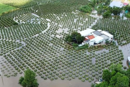 Nhiều vườn thanh long tại Bình Thuận chìm trong biển nước