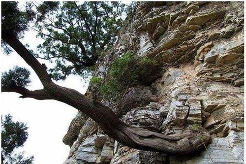 Loại gỗ quý hiếm được ví là 'báu vật': Không thể trồng nhân tạo, mùi thơm lưu giữ qua hàng trăm nghìn năm