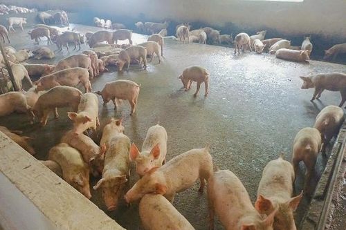 Nhận biết bệnh tai xanh ở heo và biện pháp phòng ngừa hiệu quả, an toàn
