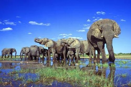 Namibia định tiêu diệt hơn 700 động vật hoang dã để làm thực phẩm chống đói