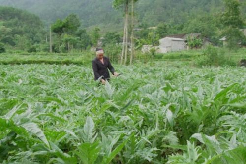 Nữ giám đốc ngụy tạo giấy ủy quyền lừa bán dự án trồng cây dược liệu