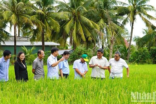 Nhiều nông dân mong muốn tham gia mô hình sản xuất lúa chất lượng cao