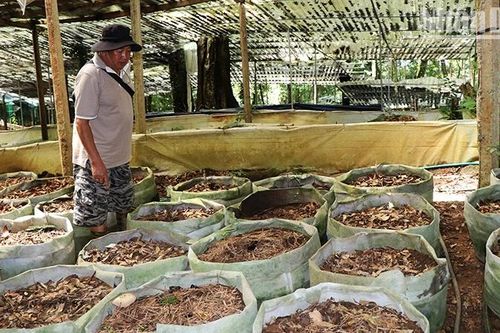 Cảnh báo nạn trộm cắp sâm Ngọc Linh tại Kon Tum