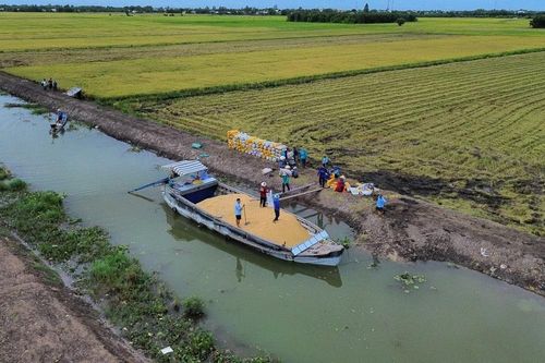 Vùng Đồng Tháp Mười (Long An): Tranh thủ thời tiết nắng ráo thu hoạch lúa Hè Thu 2024