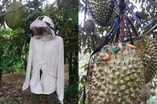 1001 cách chống trộm trái cây phải thốt lên 'khó vậy cũng nghĩ ra'