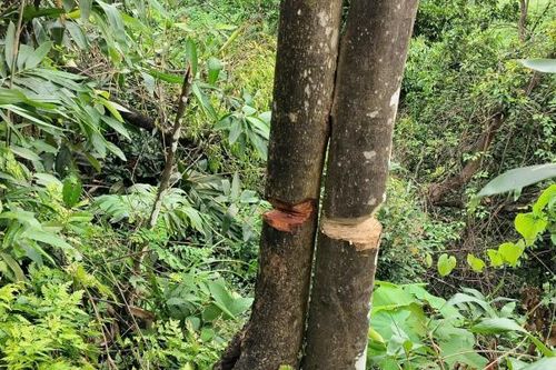 Thanh Hóa: Công an vào cuộc xác minh vụ việc hủy hoại cây rừng