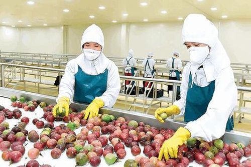 Chanh leo Việt Nam sắp được xuất khẩu sang Mỹ